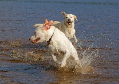 two yellow labradors splashing in the water