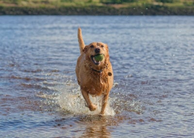 labrador retrieving a ball