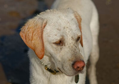 close up of a yellow labrador