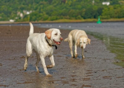 two yellow labradors on the beach on a sunny day