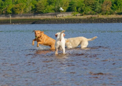 three labradors in a river