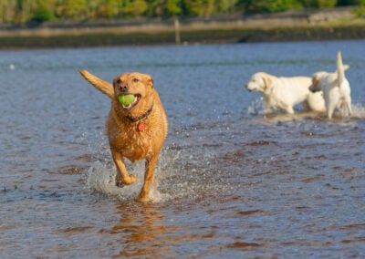 three labradors in the river clyde