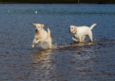 happy dogs in a river