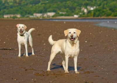 dogs waiting for the ball to be thrown