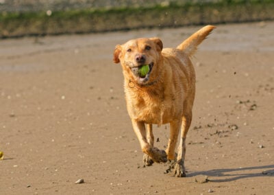 red fox labrador on a sandy beach