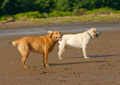 two dogs sharing a ball