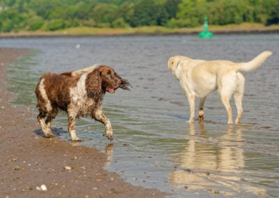 springer spaniel and labrador on the coast