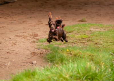 brown cocker spaniel jumping