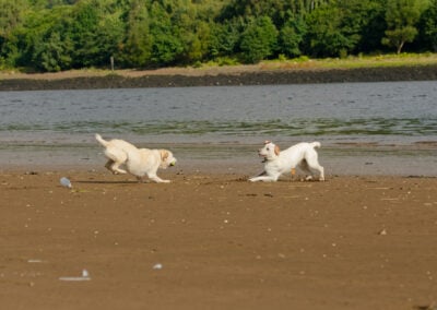 two yellow labradors play