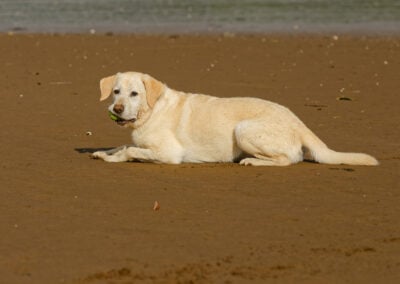 labrador laying down holding a tennis ball