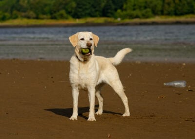 dog sees something in the distance