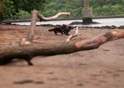 a cocker and a sprocker playing on the beach