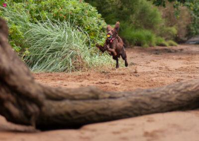 A cocker spaniel running on a beach