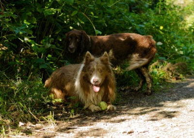 collie laying down with his ball