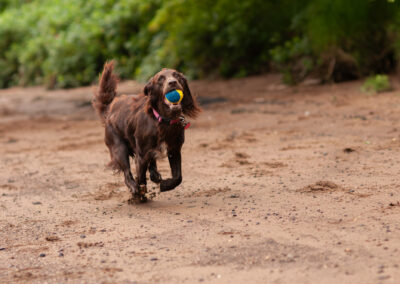 a brown cocker spaniel running on beach with a ball