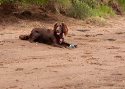 brown cocker spaniel lying in sand with a ball