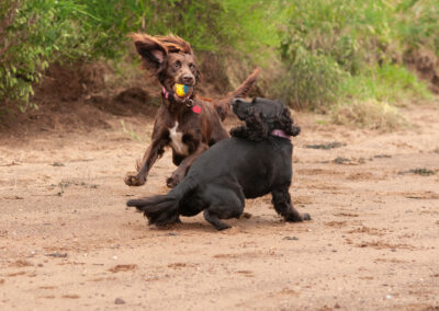 sprocker playing with a cocker spaniel