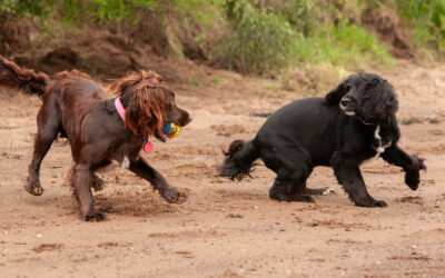 Molly and Maisie cocker spaniel and sprocker dog