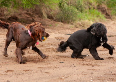 cocker spaniel and sprocker dog