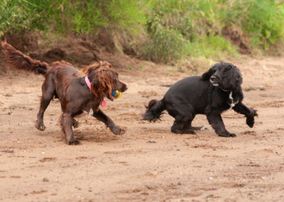 cocker spaniel and sprocker dog playing on the beach