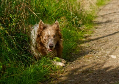 collie guarding his ball