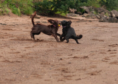 sprocker and cocker spaniel playing together