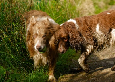dog trying to steal another dogs ball