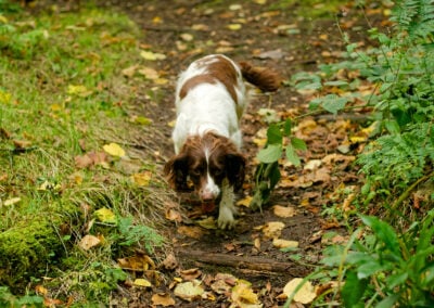 springer spaniel on a woodland trail