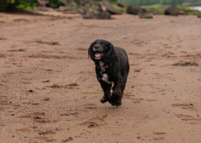black sprocker dog