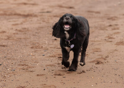 a black sprocker dog running on the beach