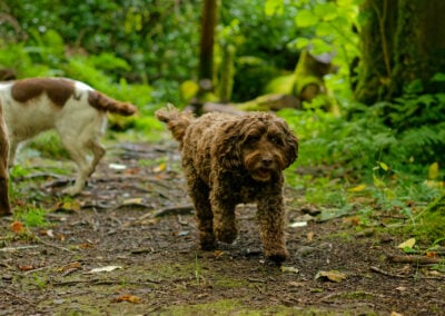cockapoo in a woodland