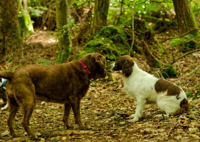 two dogs on a woodland trail