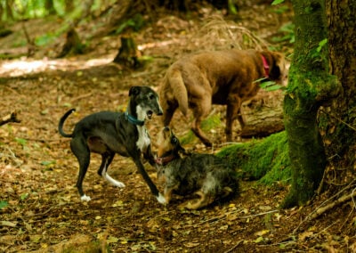 whippet and dachshund playing