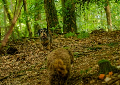 dachshund in a wood
