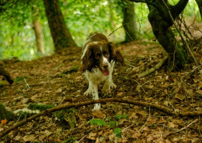 springer spaniel in a shady woodland