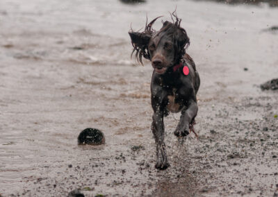 brown cocker spaniel running on a beach