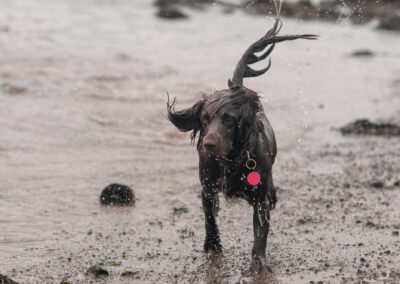 Brown working cocker spaniel running