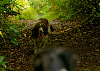 dog running through a dark woodland