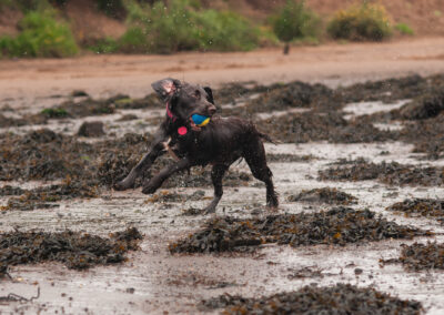 cocker spaniel with ball on beach