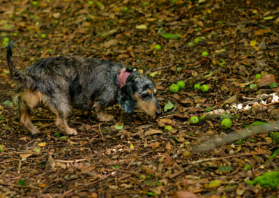 small dog smelling something