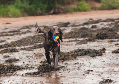 cocker spaniel retrieving a ball