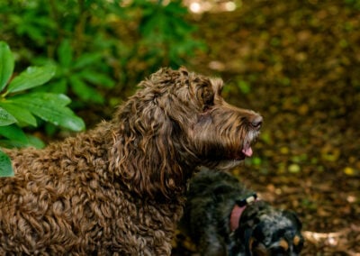 cockapoo in finlaystone