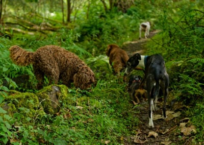 cockapoo smelling something
