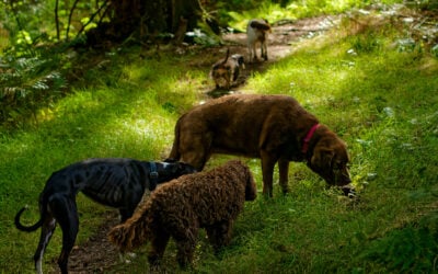 5 dogs on a woodland walk