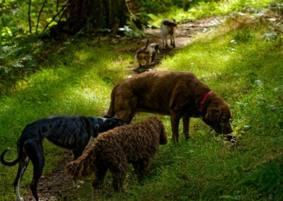 5 dogs on a woodland walk