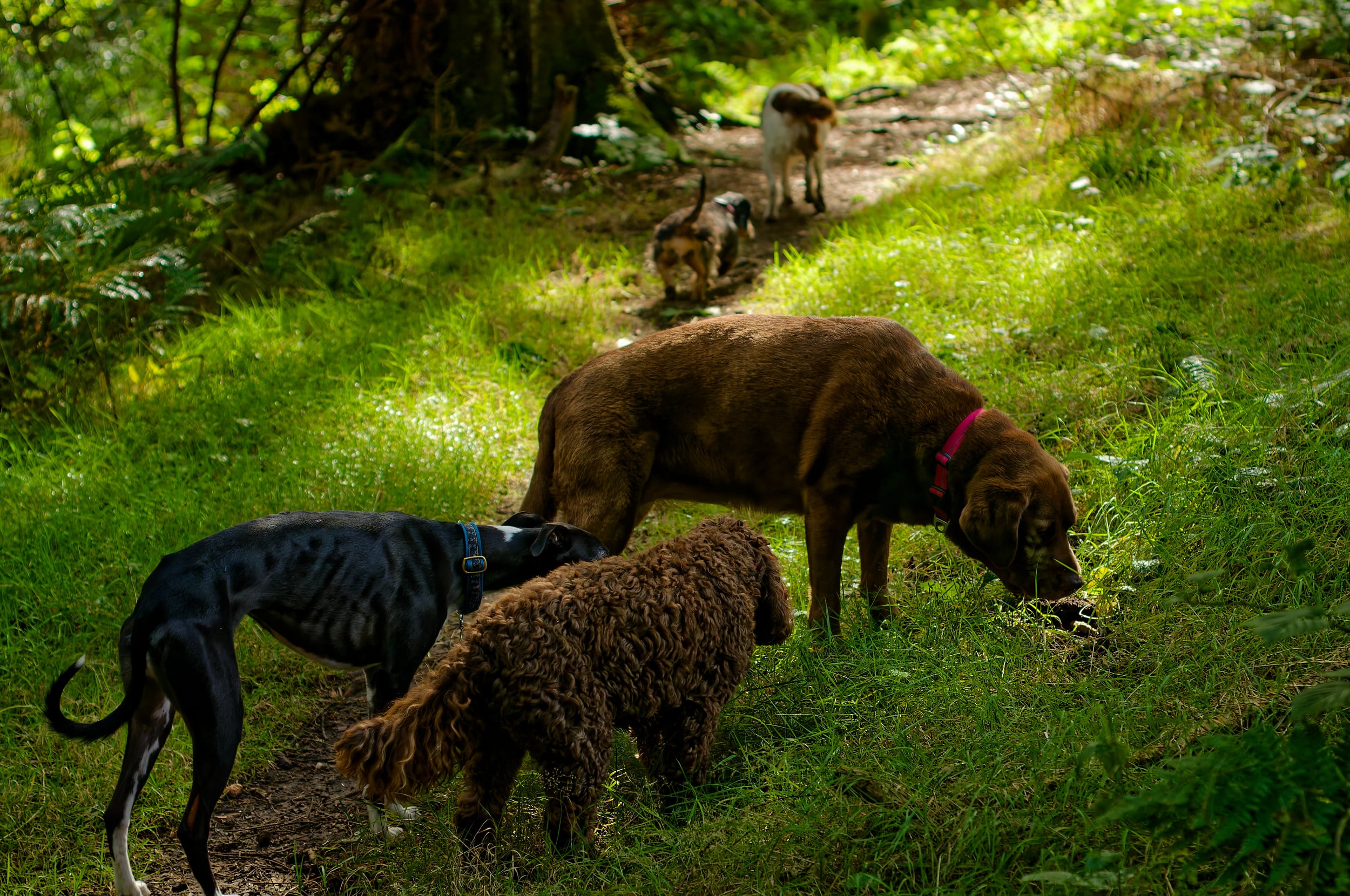 All five dogs 5 dogs on a woodland walk