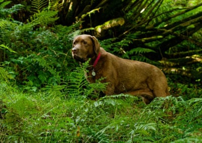 chocolate labrador among green vegetation
