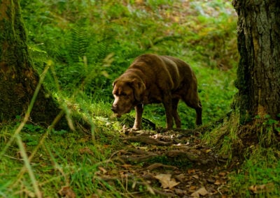 Winnie can smell something