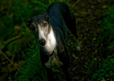 whippet under woodland light