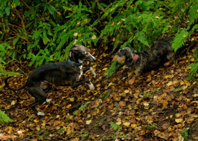 dogs playing in the woods